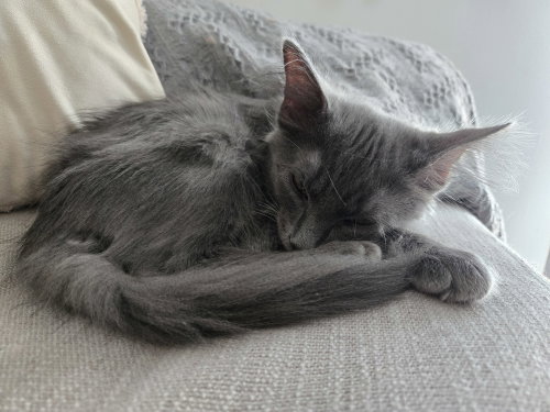 Smokey 2026, Baby Domestic Medium Hair / Mixed (medium coat), cat for adoption in Fairfield, Ohio