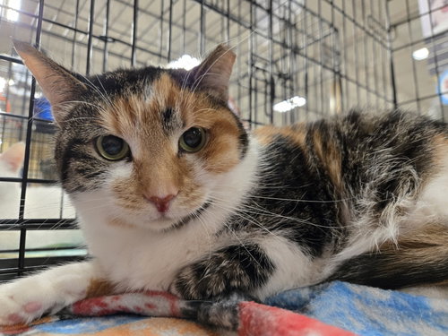 Cali, Adult Calico / Domestic Short Hair / Mixed (short coat), cat for adoption in Dayton, Ohio