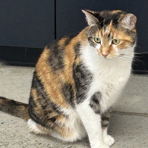 Callie, an adoptable Calico in Batavia, OH