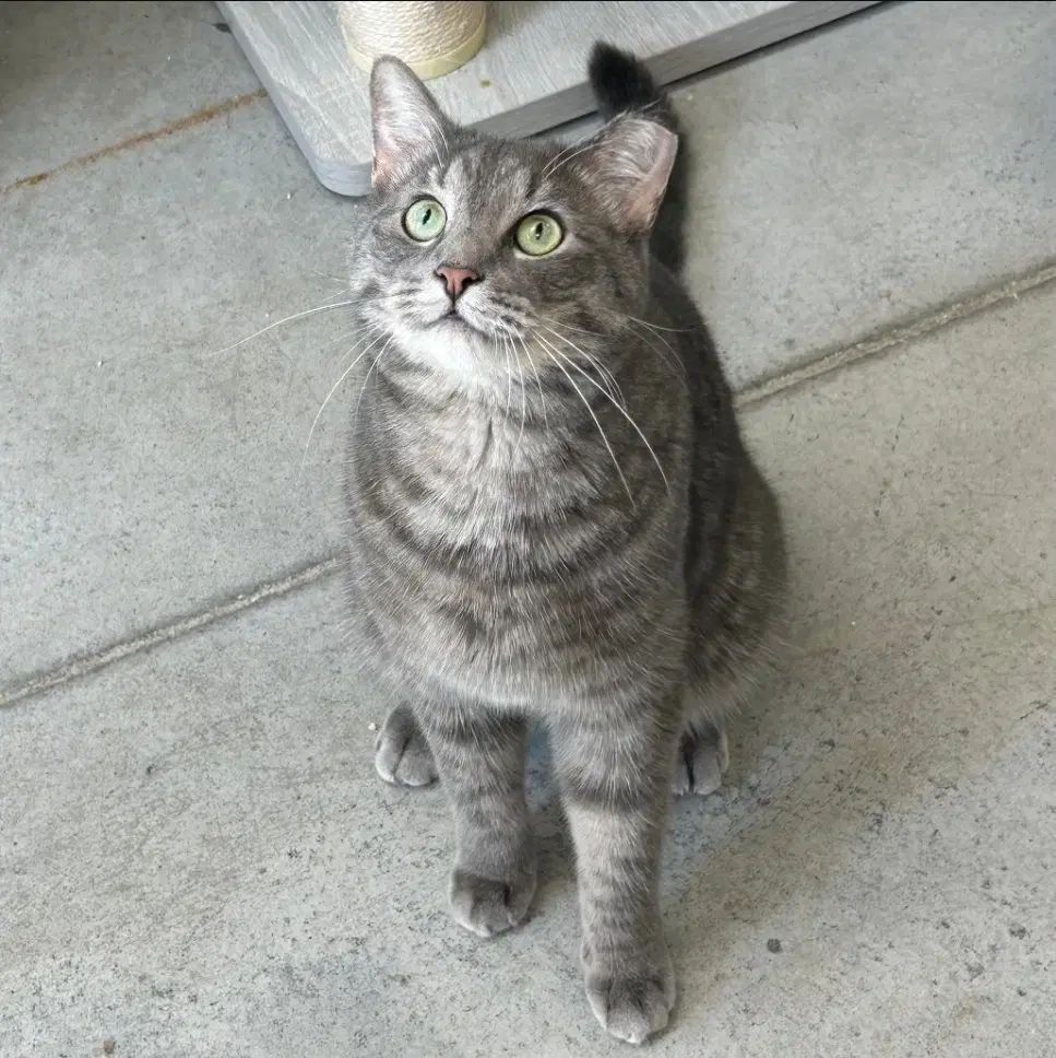 Jamie - Tabby