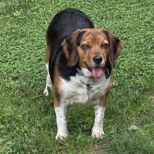 Marcy, an adoptable Beagle in Batavia, OH