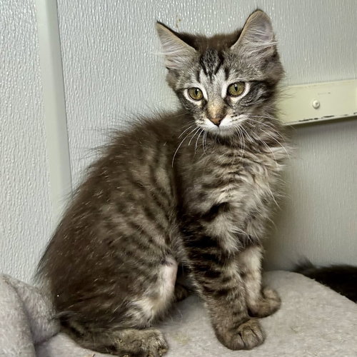 Bo-Peep, an adoptable Maine Coon in Batavia, OH