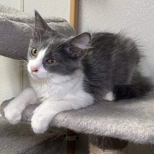 picture of the cat needing adoption