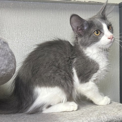 Ashley, an adoptable Domestic Medium Hair in Batavia, OH