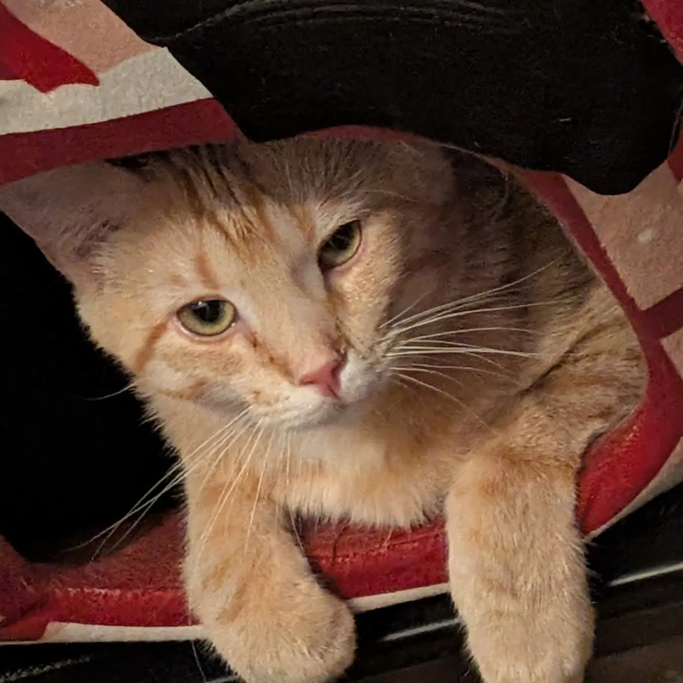 Sunrise - Domestic Short Hair