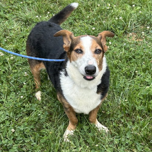 Buddy 2026, photo 2