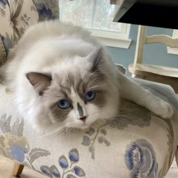 Lizzie 2026, an adoptable Ragdoll in Batavia, OH