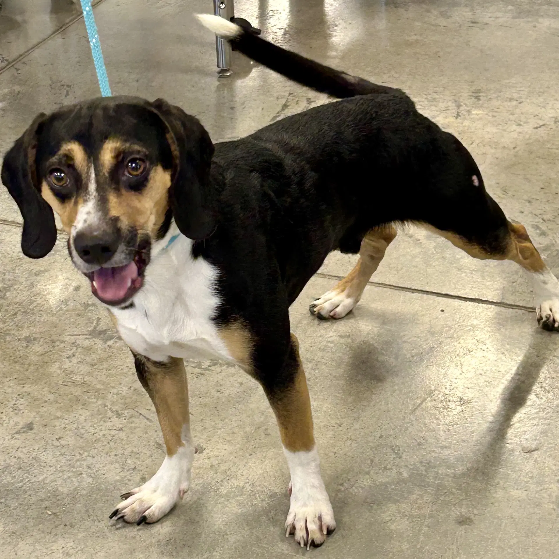 Ruger - Beagle