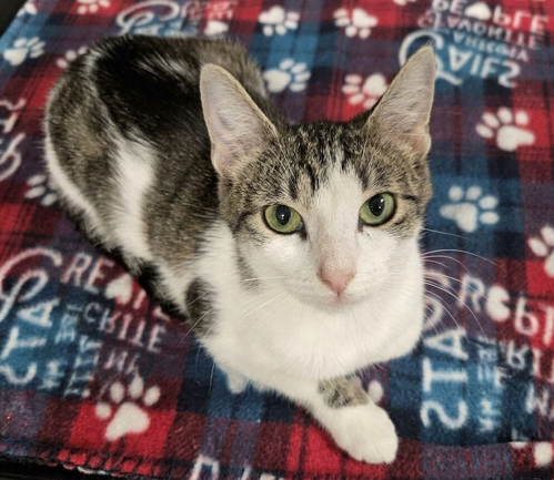 picture of the cat needing adoption