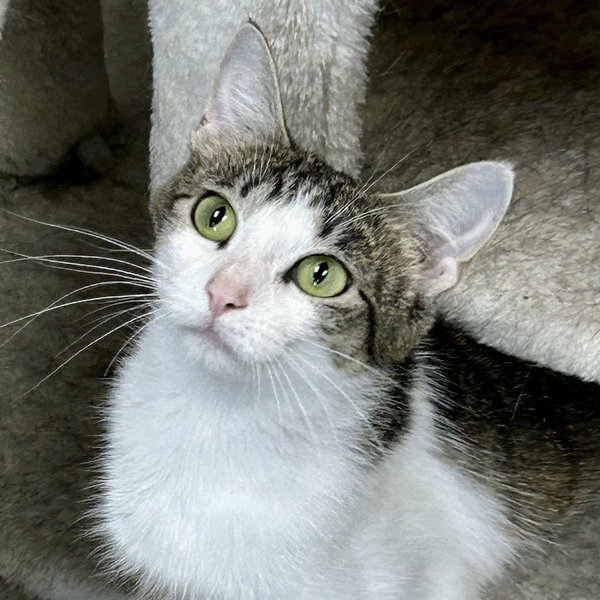 Hazel