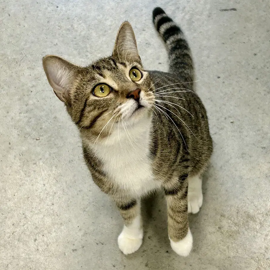 Nico - Domestic Short Hair