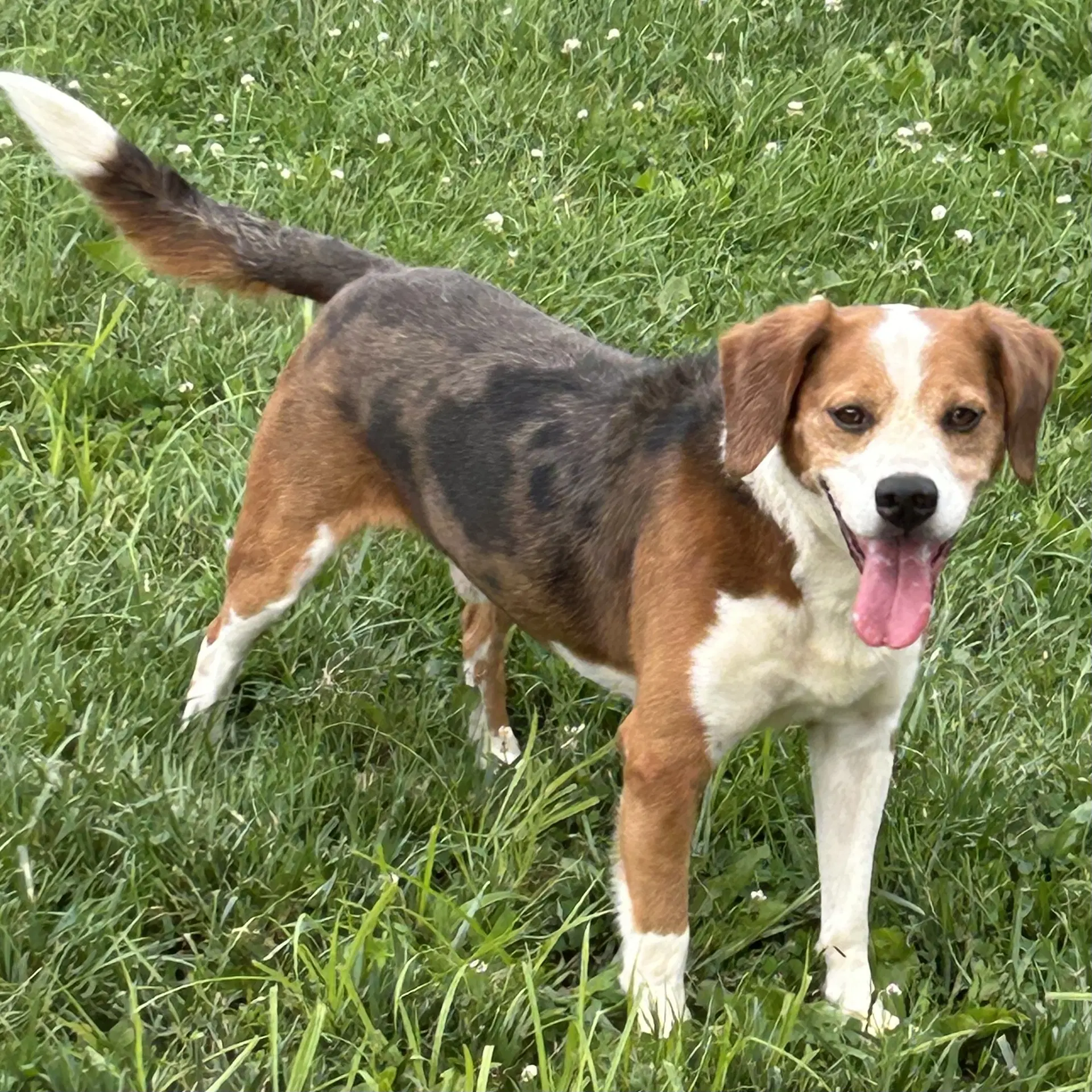 Ace - Beagle