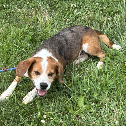 picture of the dog needing adoption