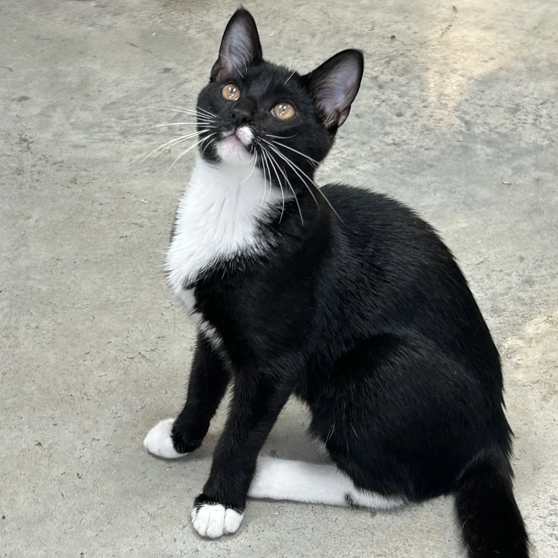 Penguin - Tuxedo