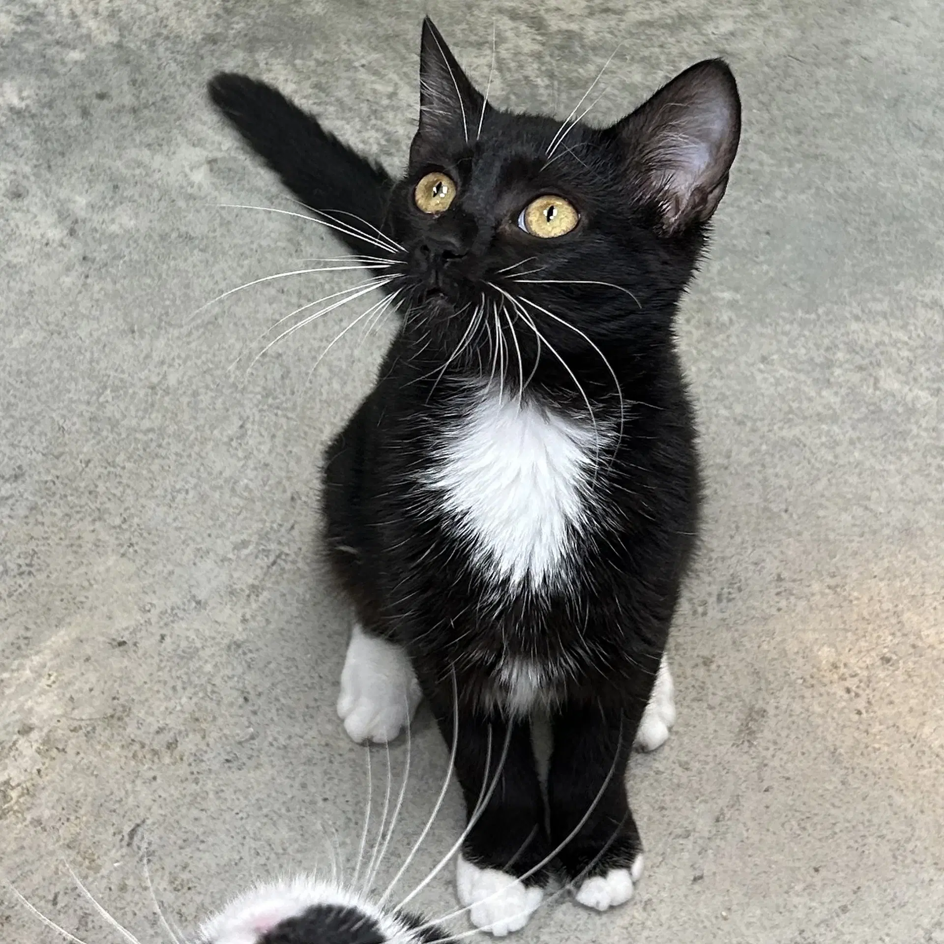 Orca - Tuxedo