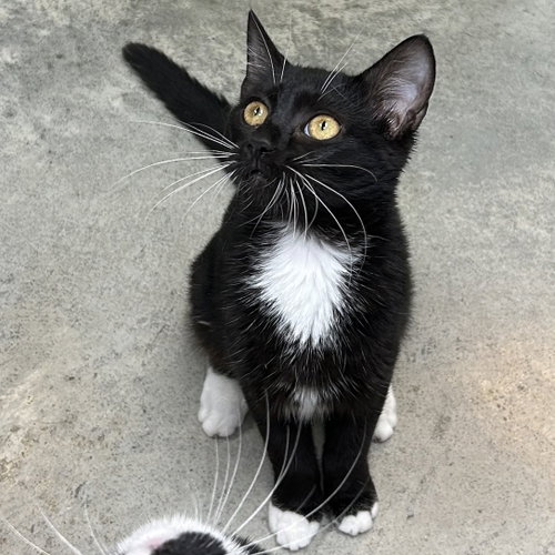 picture of the cat needing adoption