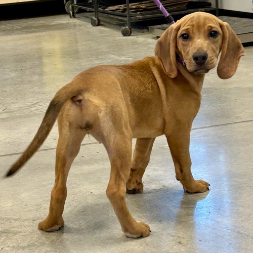 picture of the dog needing adoption