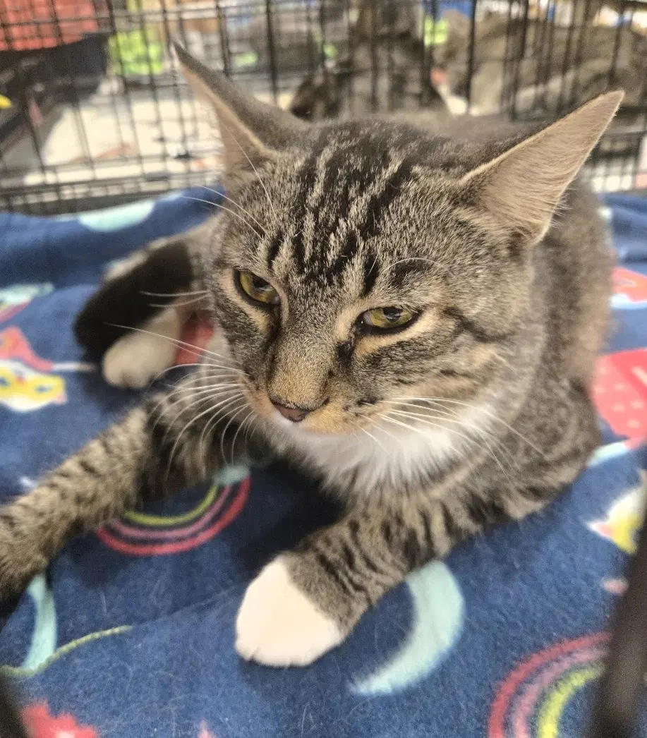Thor - Tabby