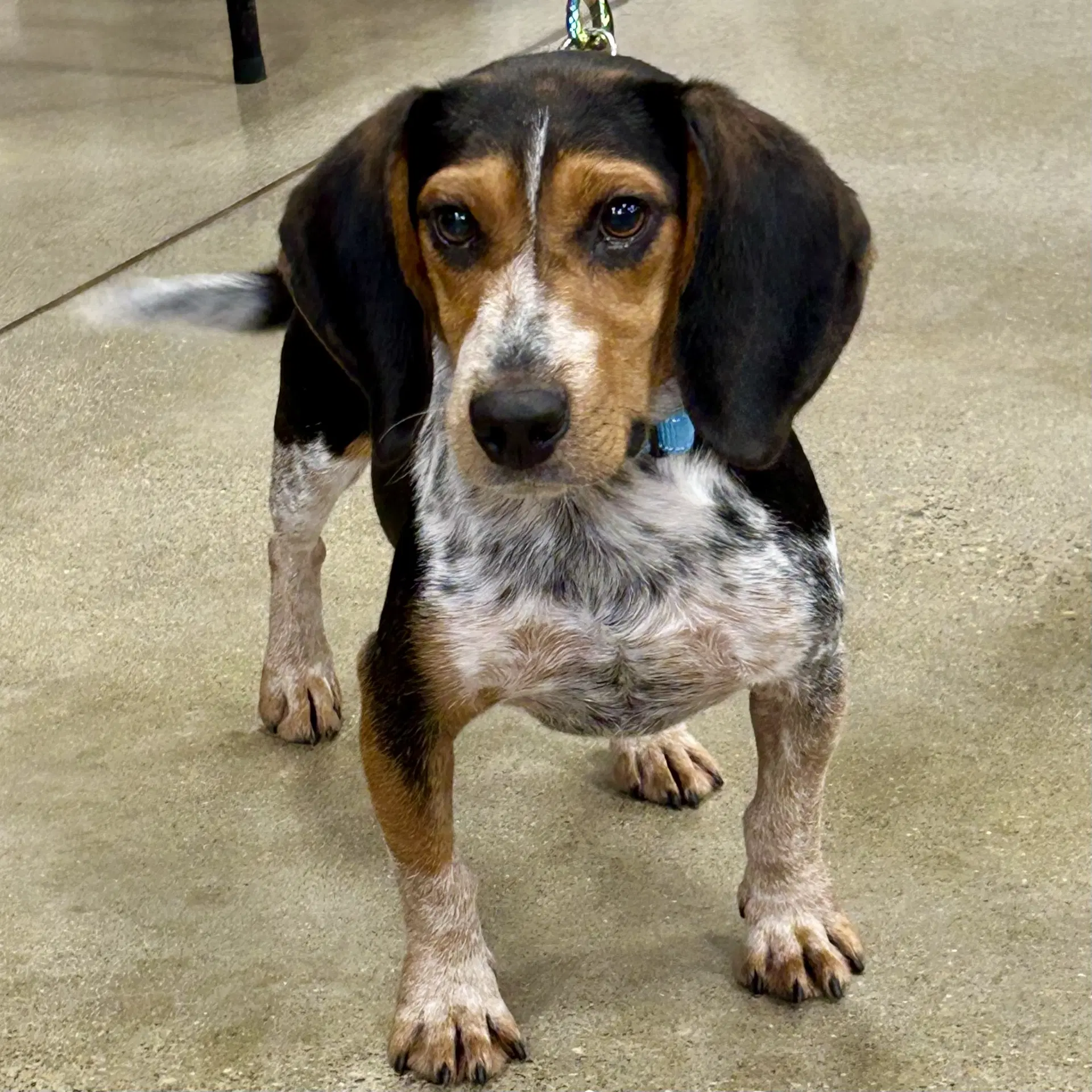 Deacon - Beagle