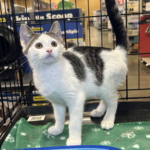 picture of the cat needing adoption