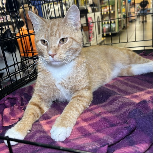 picture of the cat needing adoption