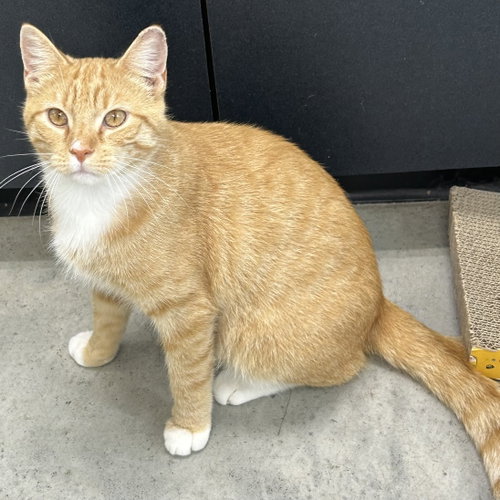 Landry, a cat for adoption from Sweet Dream House Rescue