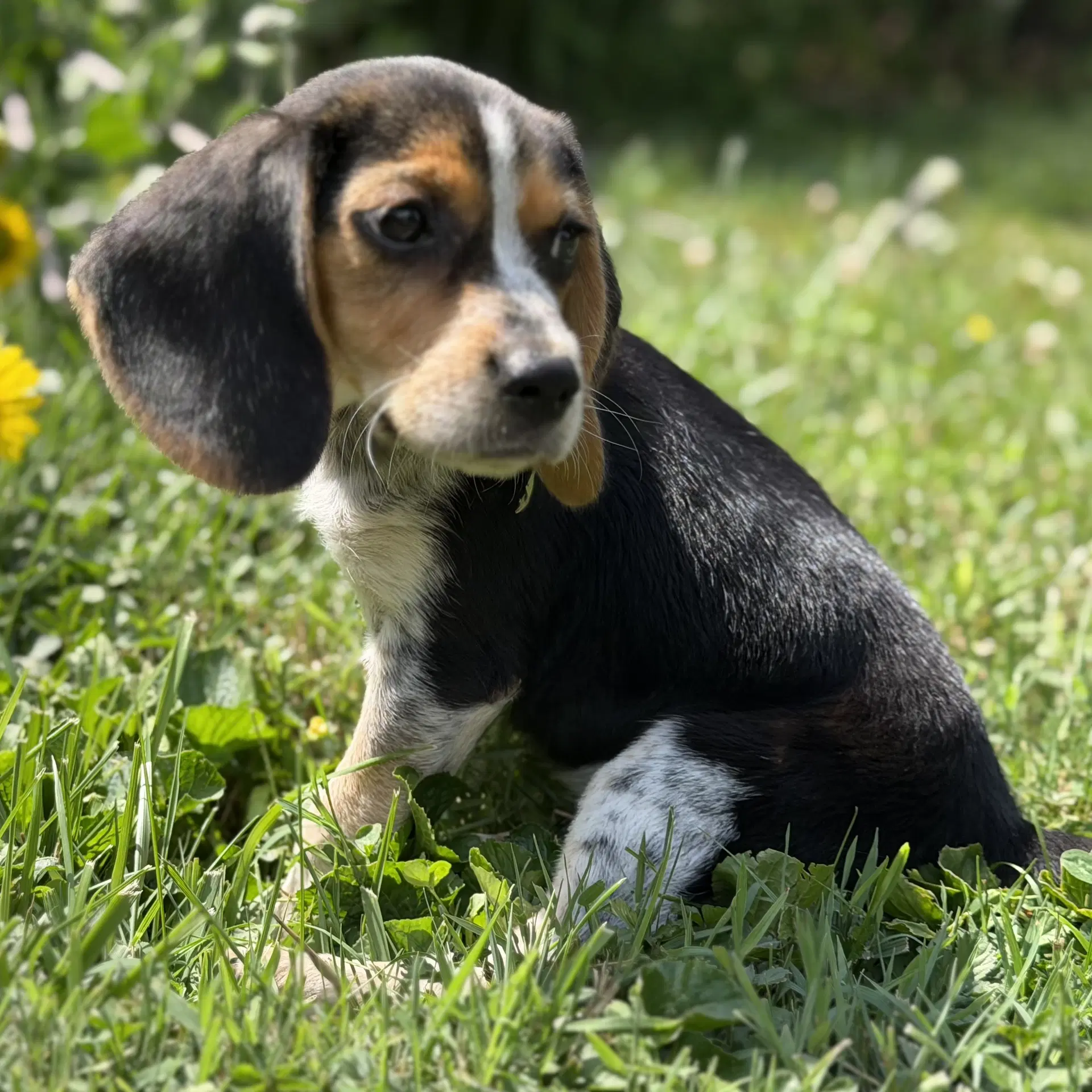 Cocoa - Beagle