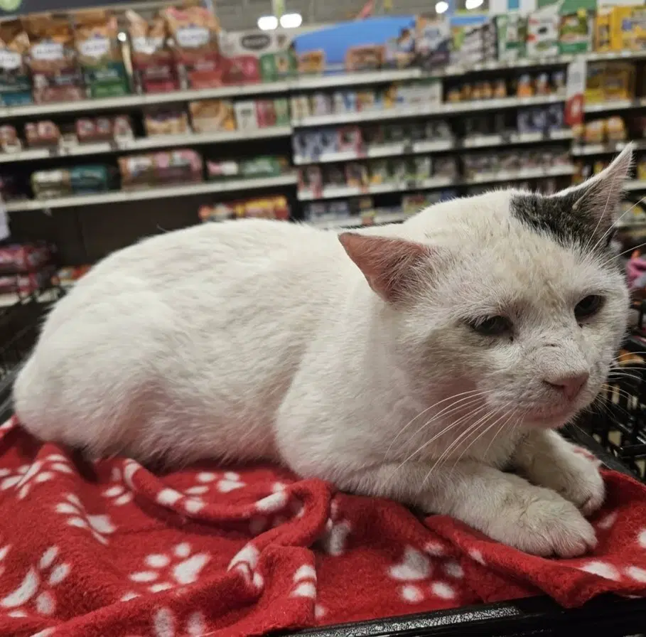William - Domestic Short Hair