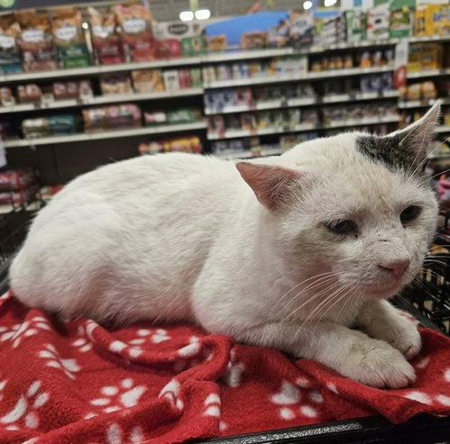William 2026, a cat for adoption from Sweet Dream House Rescue
