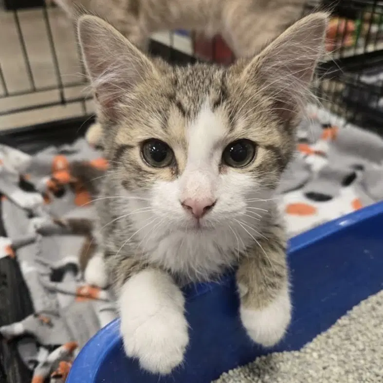 Sparrow - Domestic Medium Hair