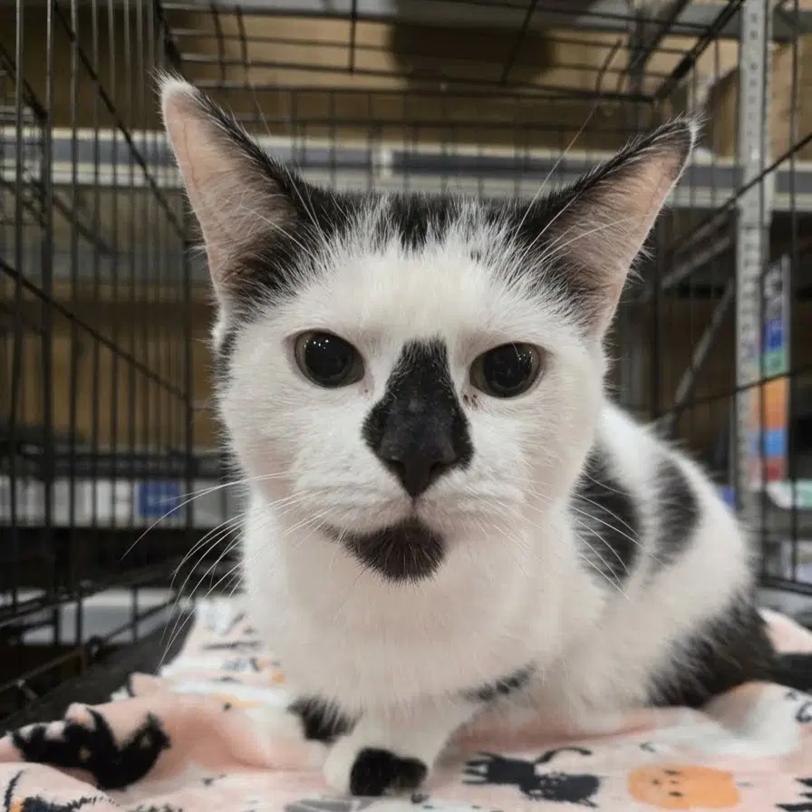 Smudge - Domestic Short Hair