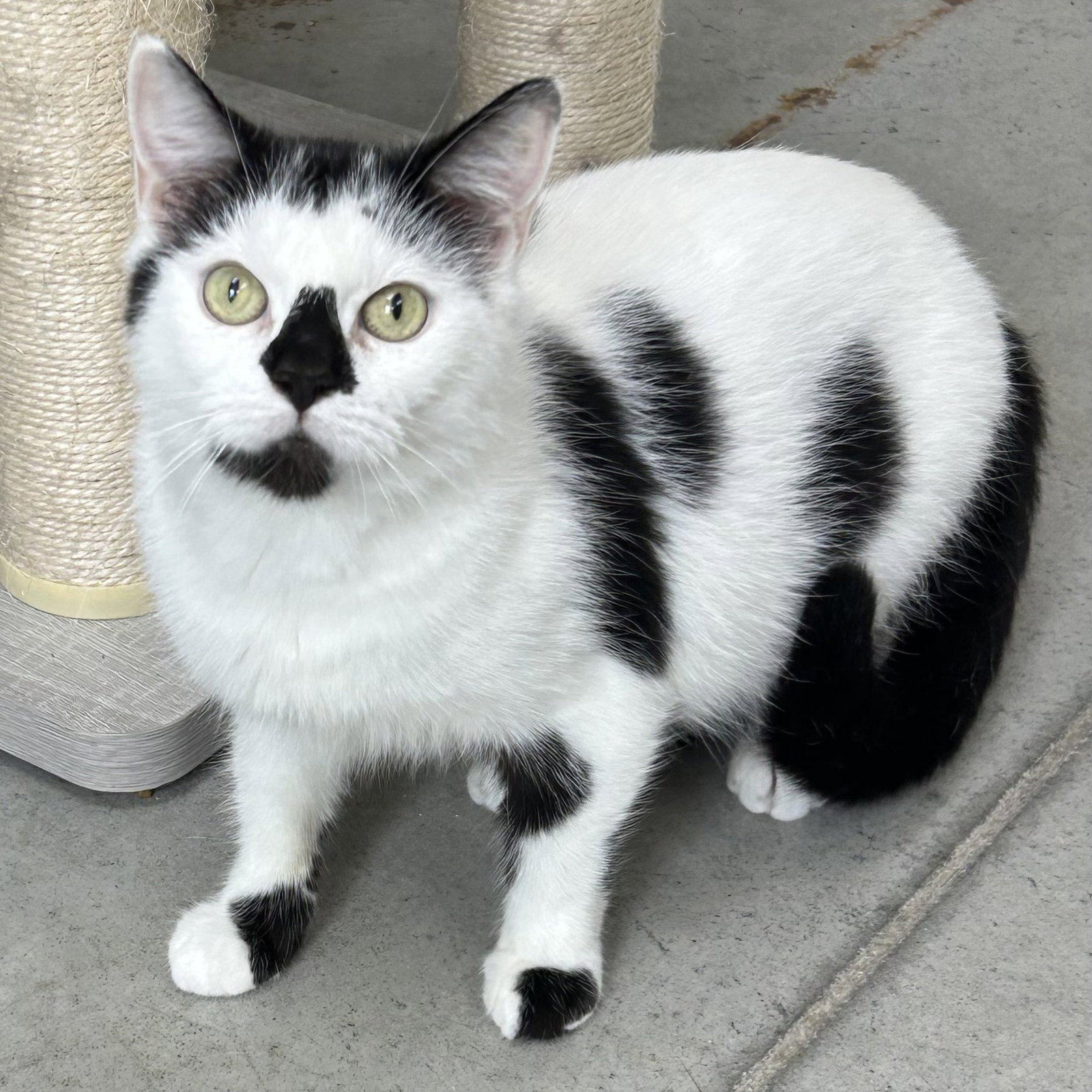 Smudge