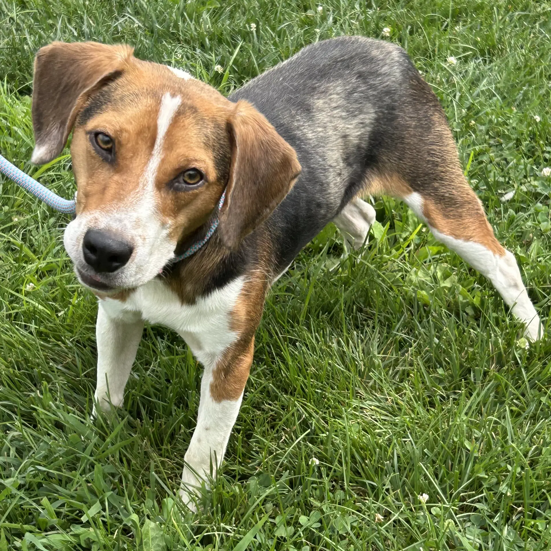 Pope - Beagle
