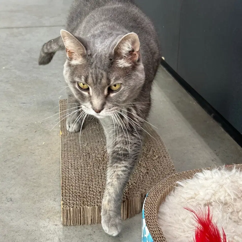 Gracie - Tabby