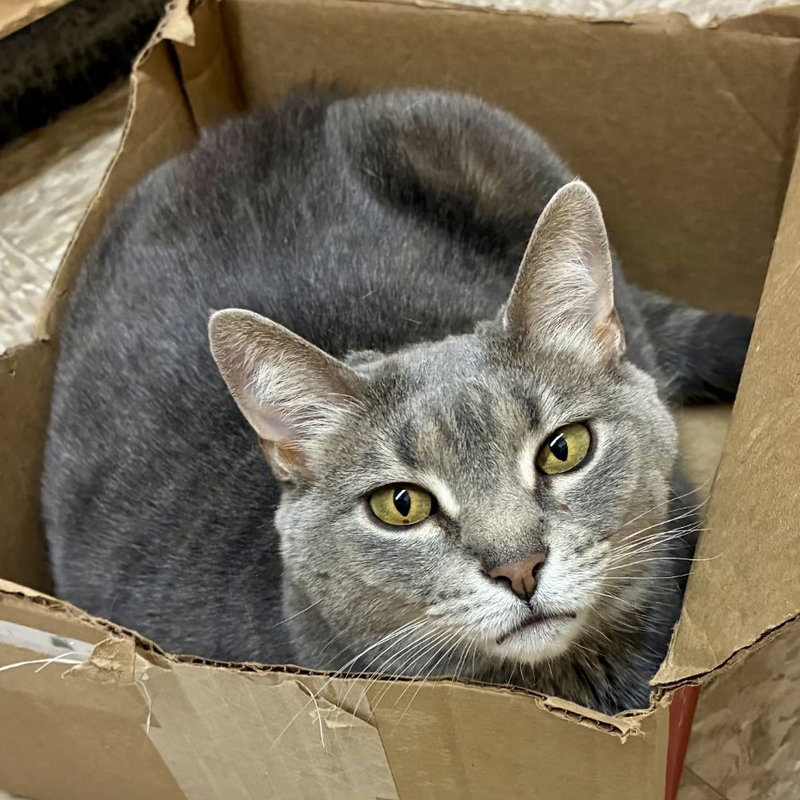 Gracie, an adult female Tabby cat up for adoption