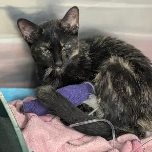 Gemma - Domestic Short Hair