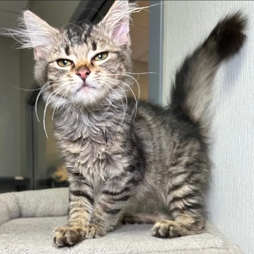 Wally - Tabby