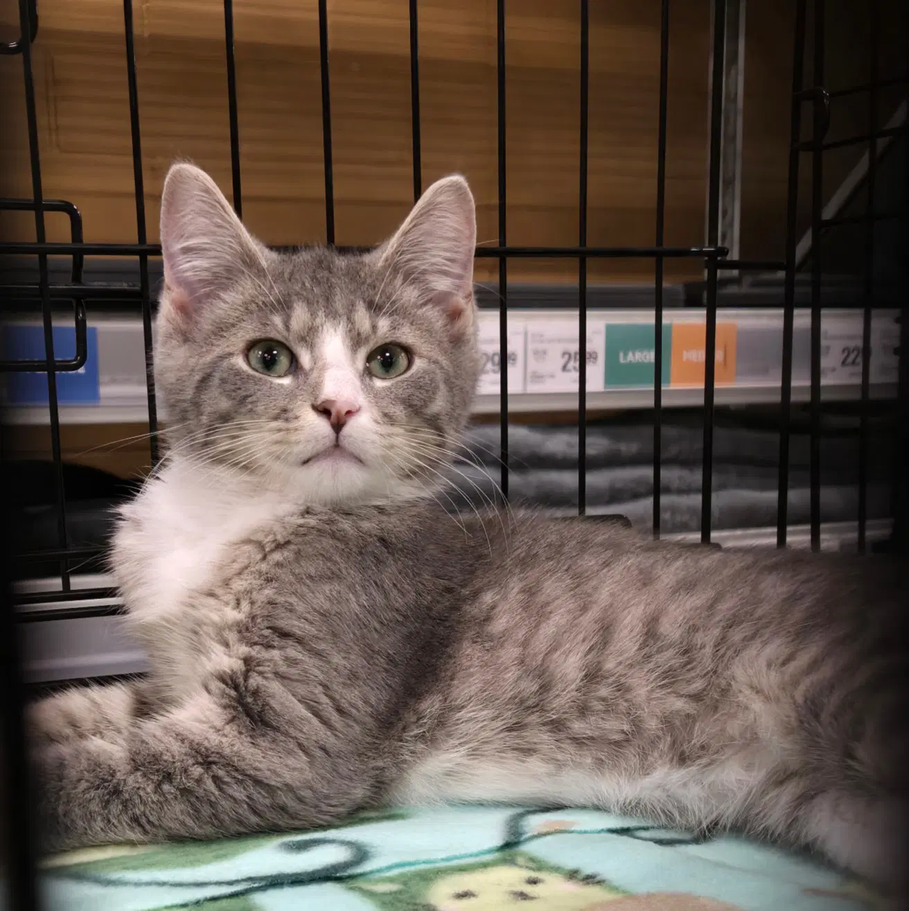 Wilbur - Domestic Short Hair