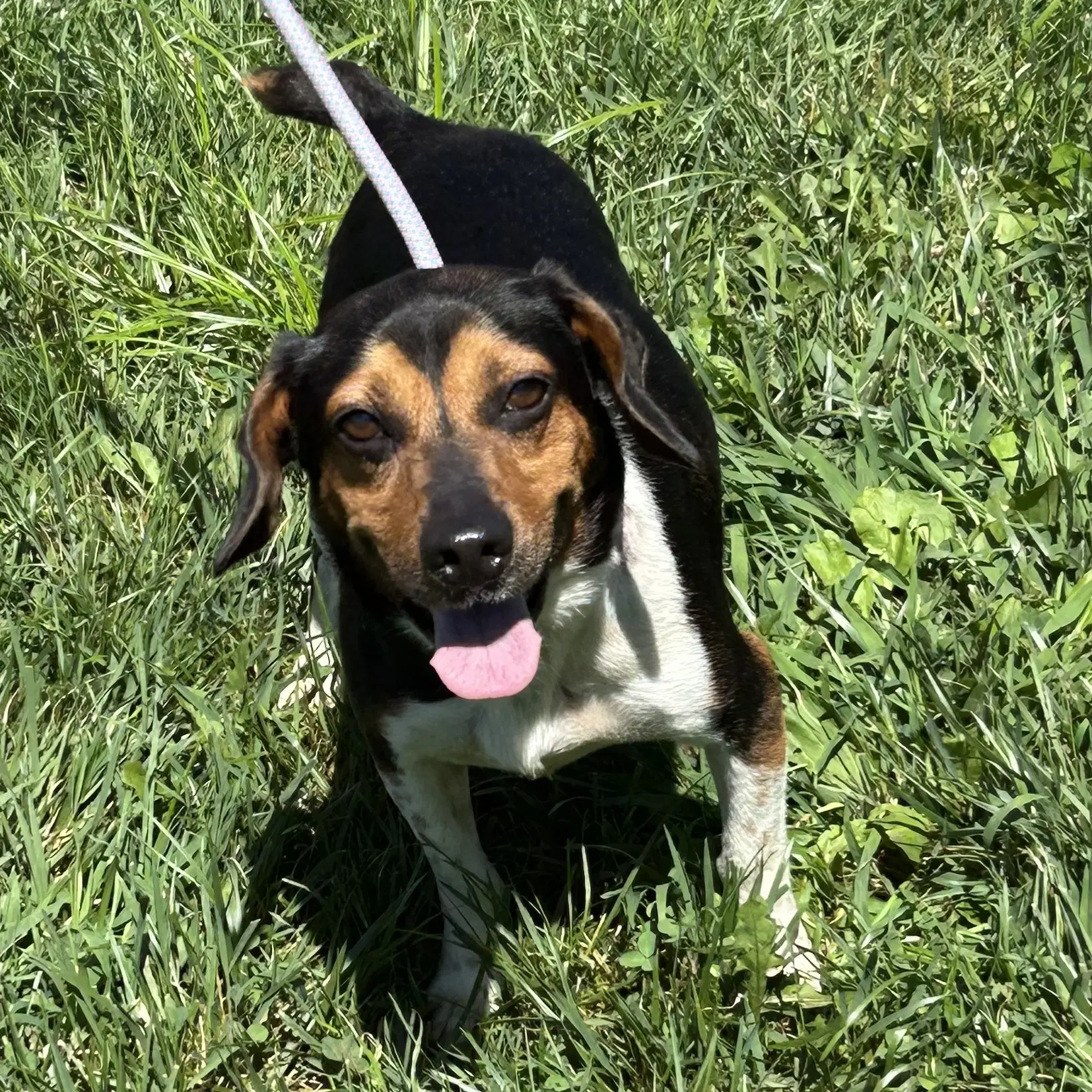 Gary - Beagle