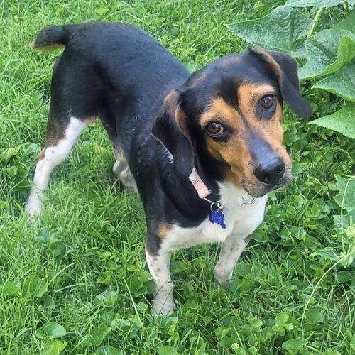 picture of the dog needing adoption