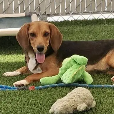 Stevie - Beagle