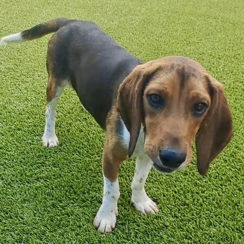 picture of the dog needing adoption