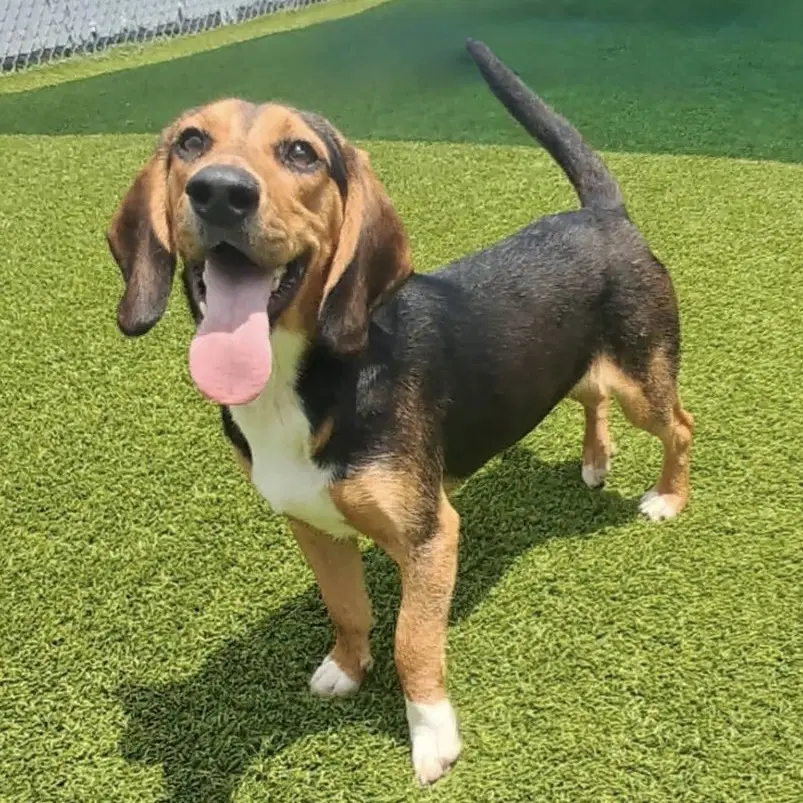 Jagger - Beagle
