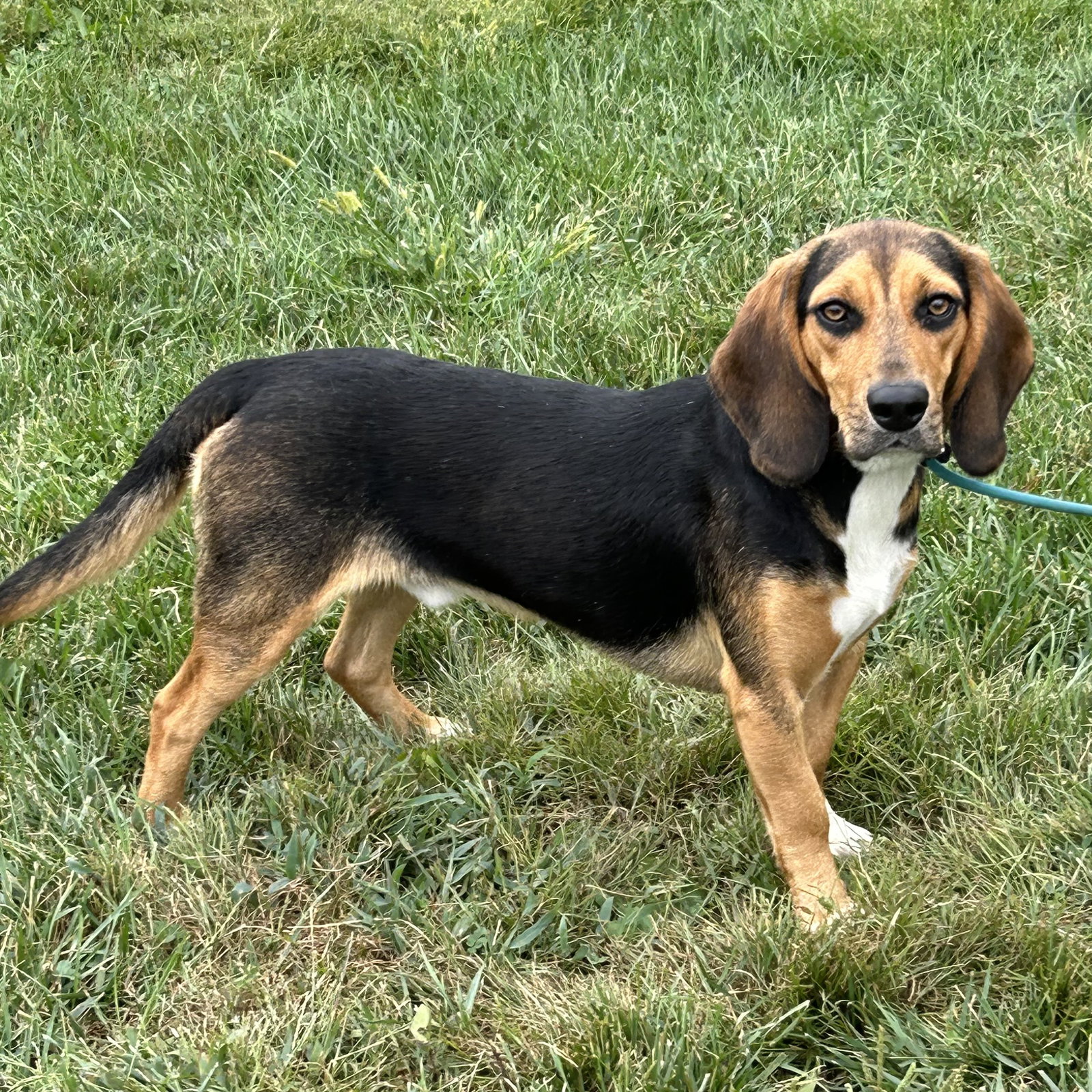 Jagger 2026, photo 2