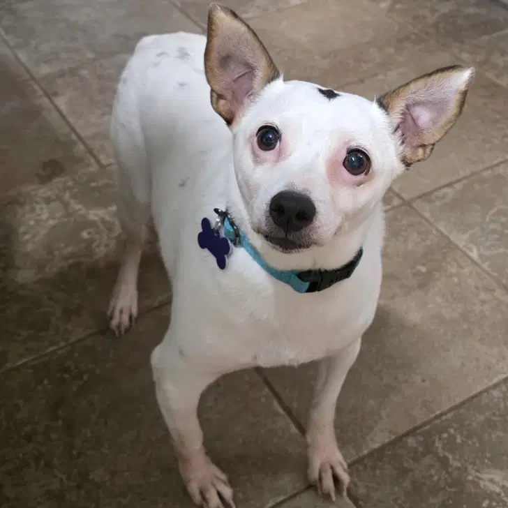 Willie - Terrier