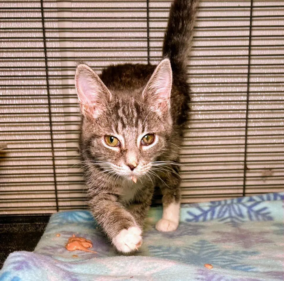 Lillie - Domestic Short Hair
