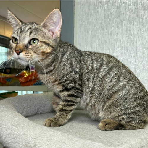 picture of the cat needing adoption