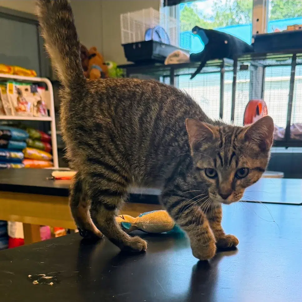 Peanut image 2