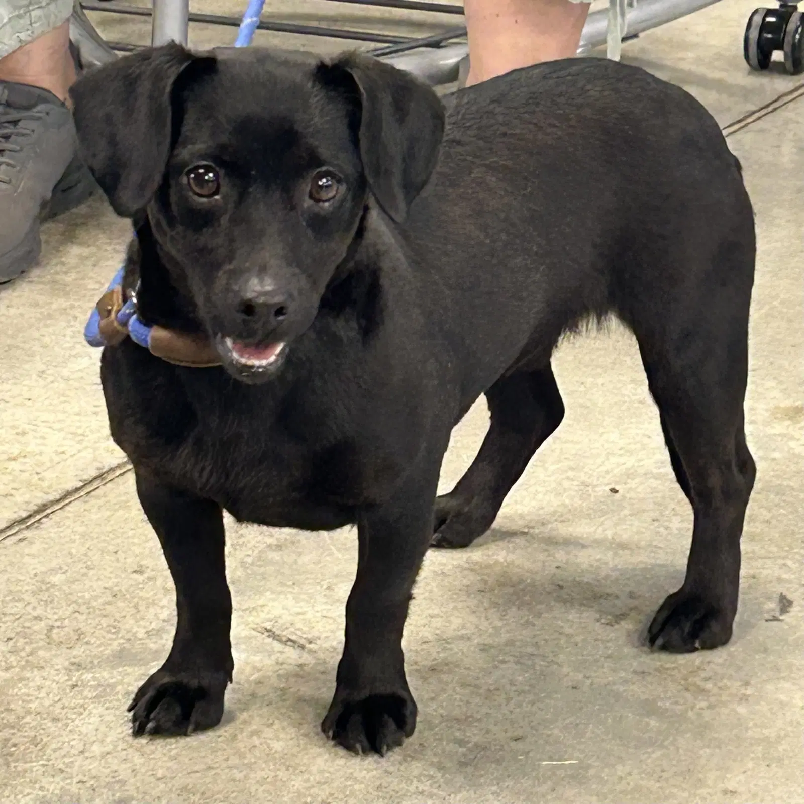 Keely - Dachshund