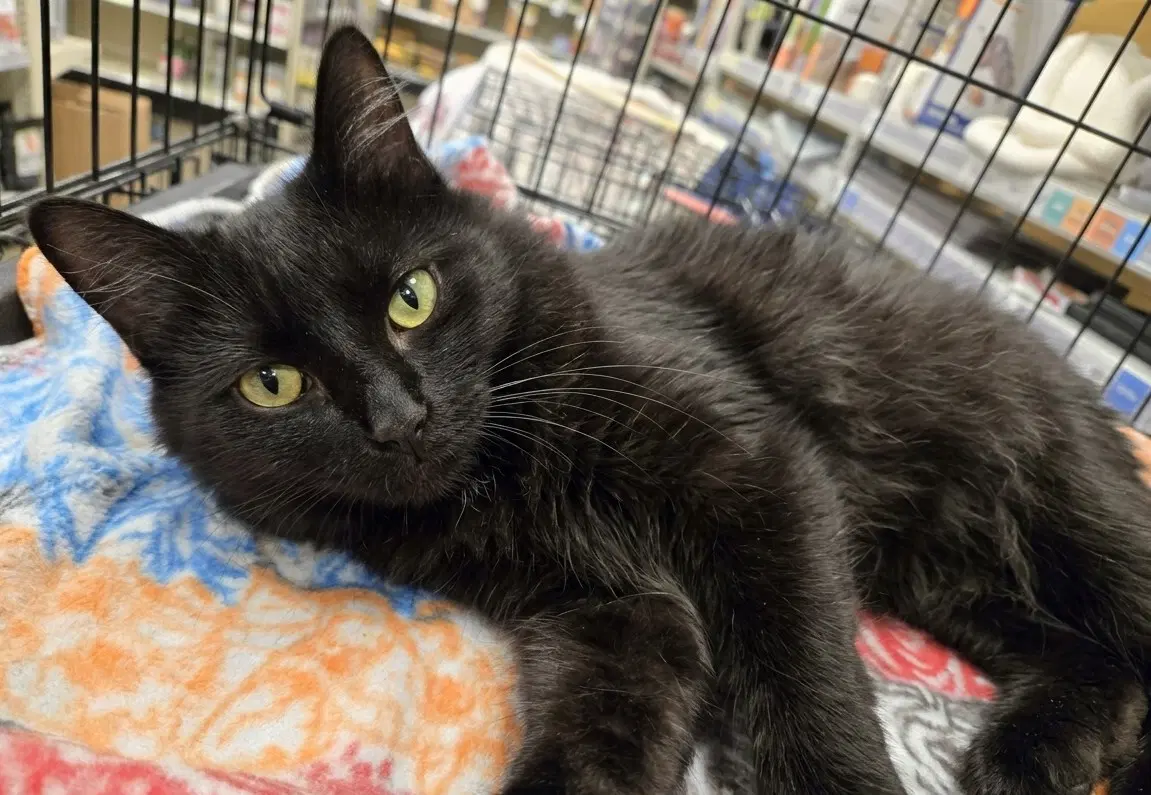 Mariah - Domestic Medium Hair